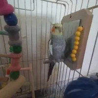 عروس هلندی سخنگو معاوضه با لوتینو نر