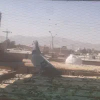 کفتر پلاکی وبهبهونی فسا