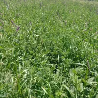 یونجه علف لشگری