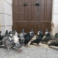 بوم کفتر اصفهانی