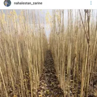 نهال نرک آلوچه ، نلک جهت احداث نهالستان|گل و گیاه طبیعی|مشهد, خواجه ربیع|دیوار