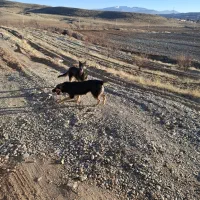 دو قلاده سگ ژرمن دوبرمن