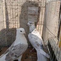 کبوتر پرشی ابلغ|پرنده|کهریزک, |دیوار