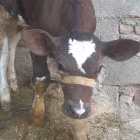 گاو هلشتاین جوان شیری با گوساله سیمینتال