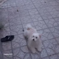 سگ پاپی