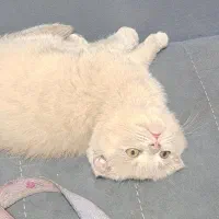 ا سکاتیش دبل فولد زیبا