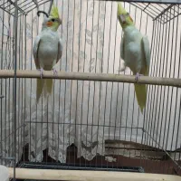 عروس هلندی لوتینو