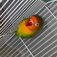 طوطی برزیلی|پرنده|سرپل ذهاب, |دیوار