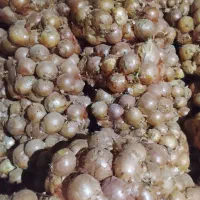 پیاز درشت|خوردنی و آشامیدنی|فاروج, |دیوار