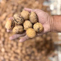 قوز ساتن به زبان ترکی