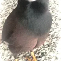 مرغ مینا سخنگو .بلاگر