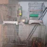 قفس پرندگان