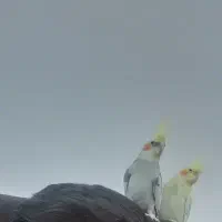 عروس هلندی|پرنده|بیستون, |دیوار