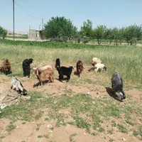 بز و بزغاله|حیوانات مزرعه|کرمانشاه, |دیوار