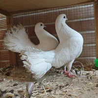 کبوتر دم چتری با جوجه|پرنده|اصفهان, باغ فردوس|دیوار