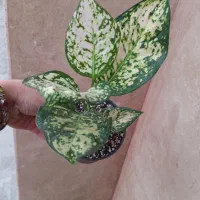 گیاه آپارتمانی زیبا|گل و گیاه طبیعی|رشت, پل تالشان|دیوار