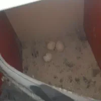 عروس هلندی|پرنده|کبودرآهنگ, |دیوار