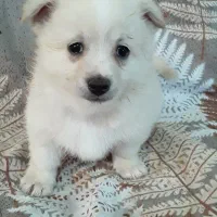 توله سگ پامراشپیتز|سگ|گرگان, |دیوار