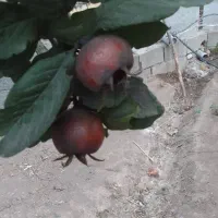 فروش زمین کشاورزی چند منظوره