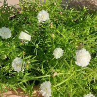 گل و گیاه|گل و گیاه طبیعی|برازجان, |دیوار