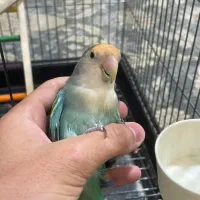 طوطی برزیلی اماده مست مست بشرط تخم گذار|پرنده|آفتاب, |دیوار