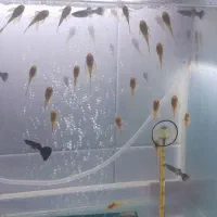 انواع کت ۱۰۰۰۰۰تومان|ماهی|تهران, تهرانسر غربی|دیوار