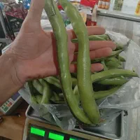باقلا مازندرانی