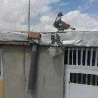 ابلغ سرخ دس اولی