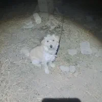 سگ پاکوتاه