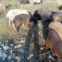 فروش یک راس میش وبره جوان