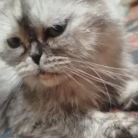 اسکاتیش پرشین