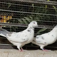 کفتر یجفت قاره قوچی دهن جور به شرط