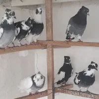 کبوتر