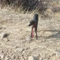 تازی ماده هفت ماهش