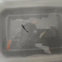 ماهی گوپی ۲ جفت