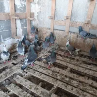 کبوتر مسابقه ای