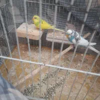 مرغ عشق نرو ماده