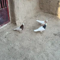 کبوتر طوقی|پرنده|عطاملک, |دیوار