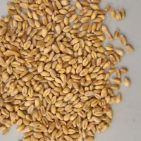 گندم پیشگام