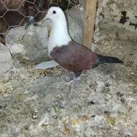 الوند|پرنده|الوند, |دیوار