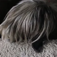 میش بختیاری|حیوانات مزرعه|ایذه, |دیوار