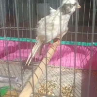 قناری فر|پرنده|بندر انزلی, بشمن|دیوار