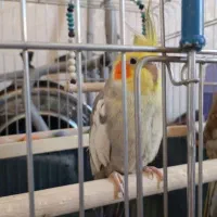 فروش یک عدد عروس هلندی سخنگو