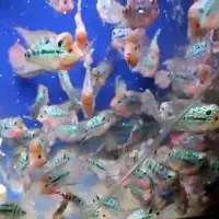 فروش ویژه جوجه فلاورهورن وارداتی نژاد رِد دراگون