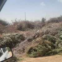 چوب سرشاخه درخت ۲۰۰ تن
