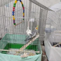 عروس هلندی سرحال وزییا|پرنده|فردیس, انبار نفت|دیوار