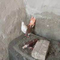 کفتر|پرنده|منوجان, |دیوار