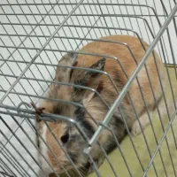 خرگوش لوپ|موش و خرگوش|یاسوج, |دیوار