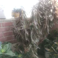 گلهای سرحال با قیمت مناسب