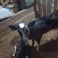 فروش یک راس گاو ماده با گوساله نر